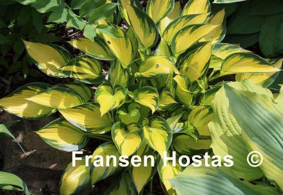 Hosta Justine